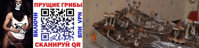 Псилоцибиновые грибы Psilocybe цена Таштагол